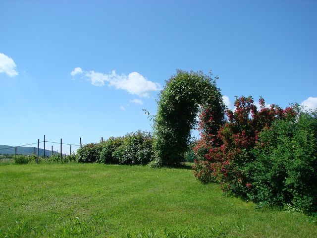 luk od ruža